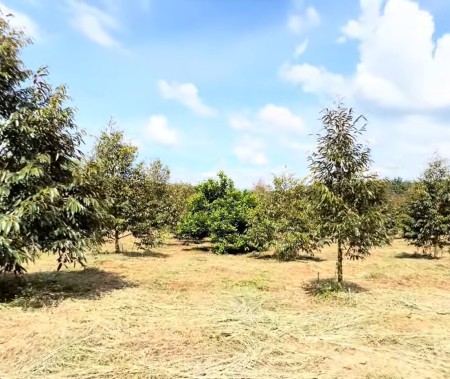 1000m2 đất thổ cư sẵn vườn sầu riêng mặt tiền đường nhà nước 18m cần bán gấp giá 220 triệu