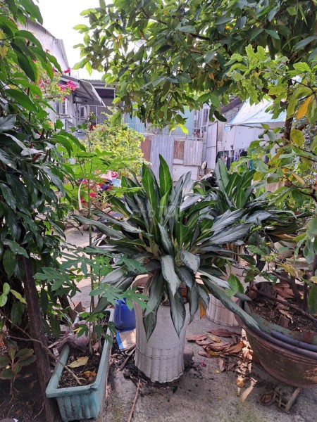 Bán dãy trọ diện tích 415m2 đường Nguyễn Thị Tú giá 10.2 tỷ đồng, thu nhập 40 triệu/tháng