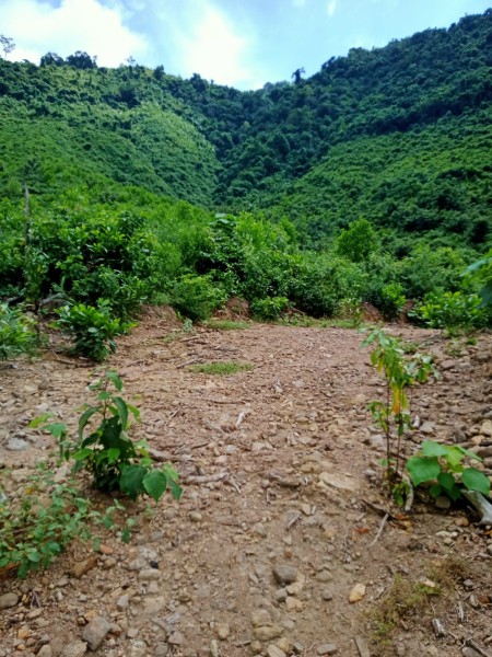 Bán 9.5HA đất rẫy tại xã Hòa Bắc, Đà Nẵng, 4.9 tỷ thương lượng