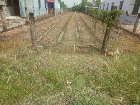 Bán 524m2 đất mặt tiền đường nhựa HL07 xã Tân Điền, Gò Công Đông, Tiền Giang. 8x66m 1.8tỷ TL