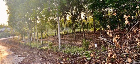 Chính chủ bán lỗ đất đang trồng tràm 2000m2 giá 260 triệu gần biển Quảng Ngãi