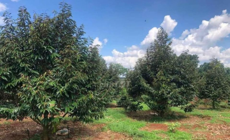 Chủ kẹt tiền cần bán gấp miếng vườn trồng sầu riêng 2500m² tại Hớn Quản