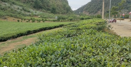Bán 3300 m² Đất Đường Đôi Vân Hồ, Mộc Châu - Vị Trí Đắc Địa, Tiềm Năng Phát Triển Du Lịch