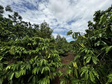 Đi đến slide 9