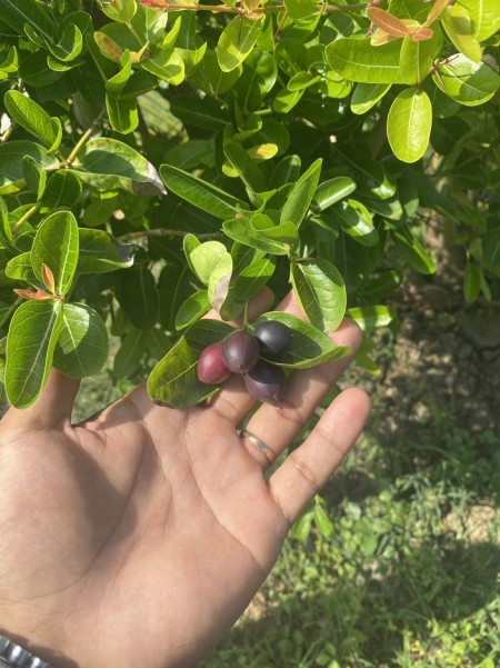 tan tai
