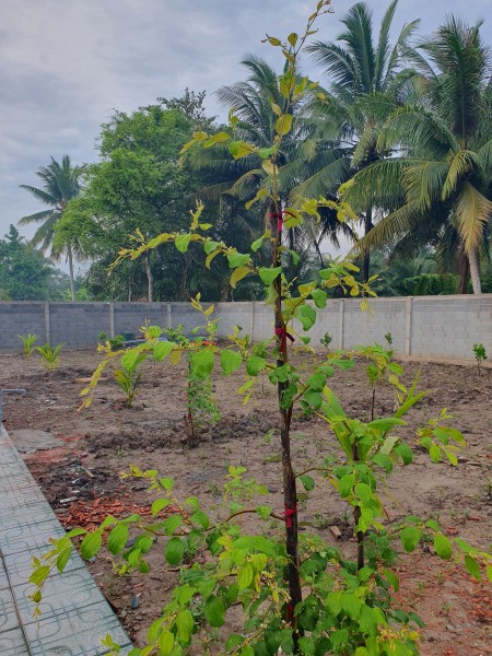 Tiền Giang, cần bán 4 thửa đất tuyệt đẹp tặng 4 chuyến du lịch Hàn Quốc cùng chính chủ