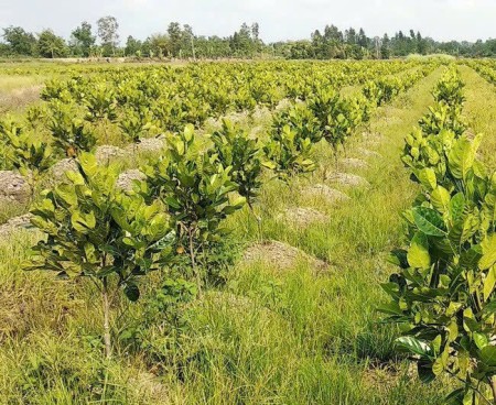 Cần bán đất nền sổ sẵn Minh Thành, Chơn Thành, Bình Phước, tặng kèm vườn mít thái ruột đỏ