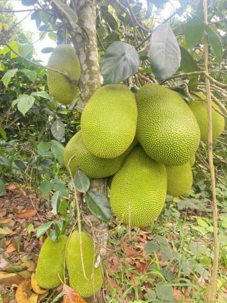 Đi đến slide 6
