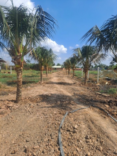 CHÍNH CHỦ BÁN LÔ ĐẤT VƯỜN XÃ MỸ HẠNH BẶC DIỆN TÍCH 500M2, SHR, GIÁ 800TR