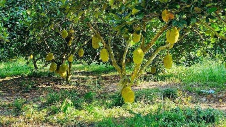 Chính chủ cần bán vườn mít Minh Thành, 500m2 rộng rãi, thoáng mái