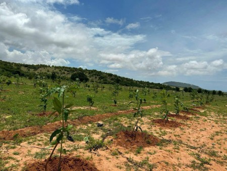 Ba em cần bán gấp 1789 m2 tại Phan Rí Thành giá chỉ 331tr ( SHR ) cách đường đôi Bàu Trắng 2,4 km