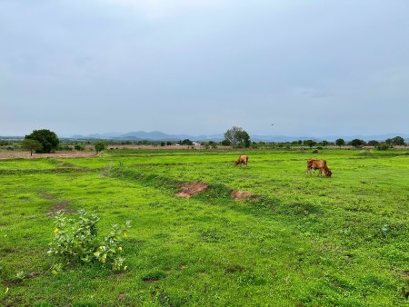 Nhà tôi cần bán hơn 2000m2 giá 900 triệu gần Biển Bình Thuận, cách đường nhựa chỉ 1km. Bao SHR