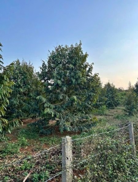 Bán đất Đồng Phú giá chỉ 250tr ngay đường Xuyên Tâm