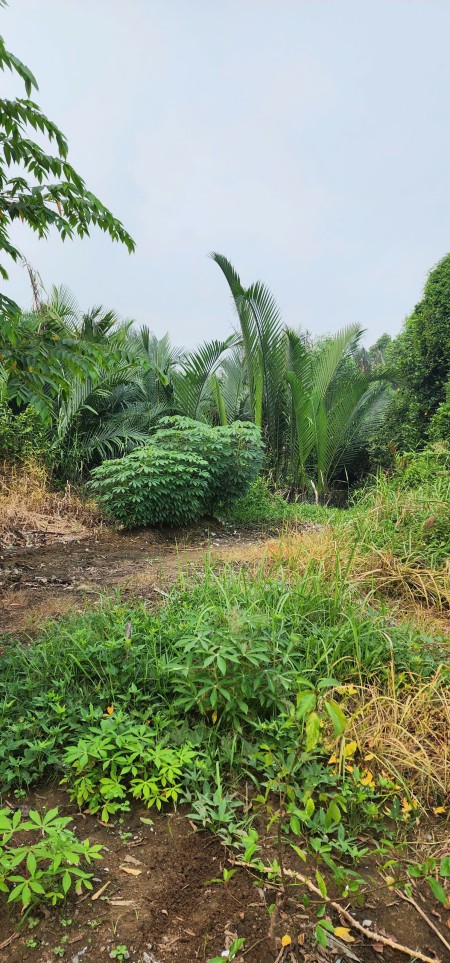 Bán đất thổ cư, gần trường học, chợ trung tâm, uỷ ban, khu dân cư đông đúc.