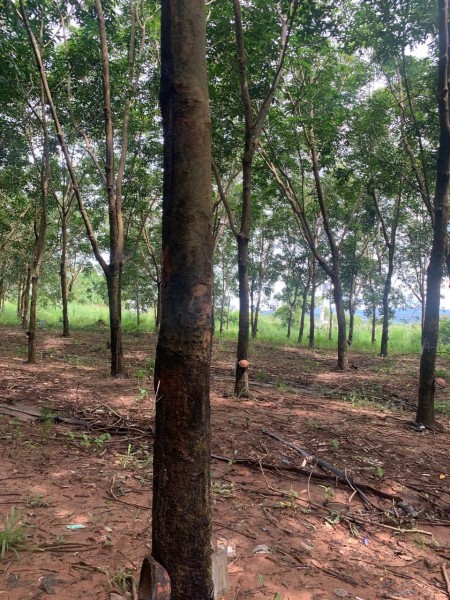 Đi đến slide 10