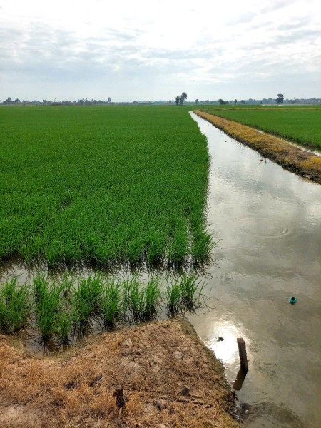 Cần bán gấp 4,5 ha đất tại xã Vĩnh Bình, Huyện Vĩnh Hưng