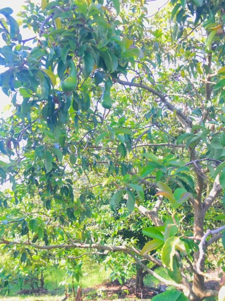 Đi đến slide 4