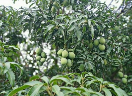 Chủ ngộp - Bán 2800m² đất vườn cho anh chị nào có nhu cầu tại Trảng Bom