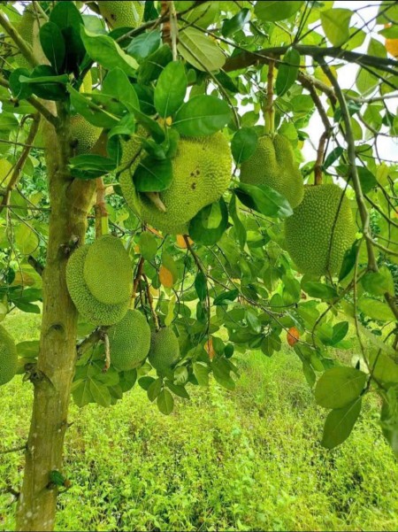 Gia Đình Cần Bán Gấp Lô Đất Vườn Trảng Bom 2800m2 Ngay Chợ Hưng Long