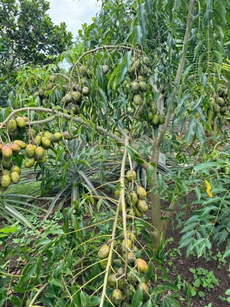 Đi đến slide 7