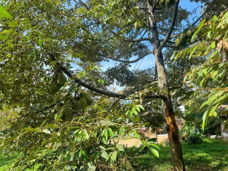Cô Chú Lớn Tuổi - Cần Bán Gấp Mảnh Đất Vườn 1500m2 Ngay Ngã Tư Dầu Giây, Đồng Nai