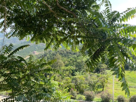 Sở hữu ngay lô đất Bảo Lộc 1000m2: Suối tự nhiên, view săn mây - Không gian nghỉ dưỡng lý tưởng!