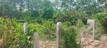 Cần bán mảnh vườn 1098m² đất thổ vườn đường nhựa 12m rất thích hợp về xây nhà nghỉ dưỡng.