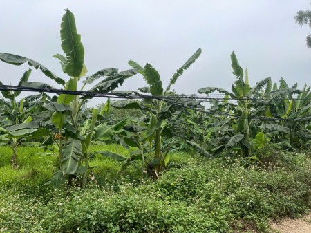 BÁN GẤP LÔ ĐẤT VỊ TRÍ ĐẸP BÁM MẶT SÔNG HÒA BÌNH – CƠ HỘI VÀNG CHO NHÀ ĐẦU TƯ