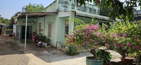 Chú Minh Bán Ngộp Nhà cấp 4, Vườn Cây Trái rộng 2600m2, Giá 600 triệu, sổ sẳn
