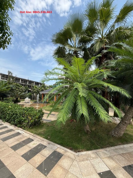 DỰ KIẾN CHÁY HÀNG SAU KHI MỞ BÁN!