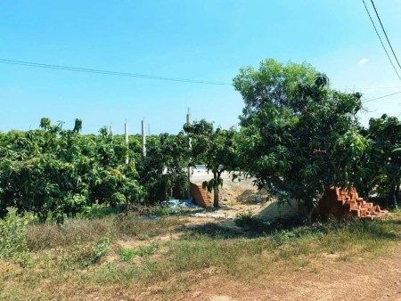 Bán đất 2.038m² trung tâm Phú Ngọc – Có nhà thô, giá siêu rẻ 700tr