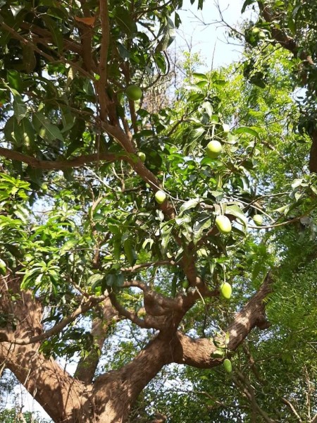  CƠ HỘI SỞ HỮU 1516M² ĐẤT VIEW ĐẸP TẠI TÚC TRƯNG – GIÁ CHỈ 800 TRIỆU 