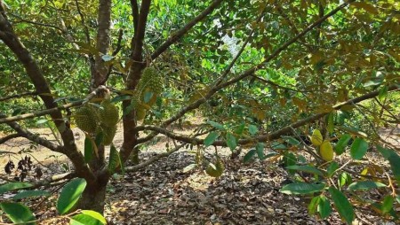  ĐẤT RỘNG 4500M² TẠI ĐỊNH QUÁN – GIÁ CHỈ 1 TỶ 7 – PHÙ HỢP NGHỈ DƯỠNG & ĐẦU TƯ 