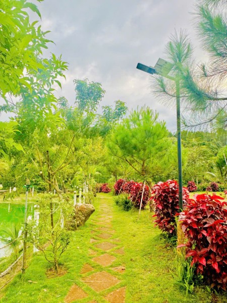 Làng Omm 2 view đồi chè Tâm Châu, Ưu đãi lớn chó 2 khách hàng đầu tiên booking nhận ngay 2 chỉ vàng.