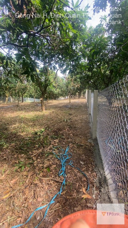 Đất chính chủ 2000 m2 giá 590 tr