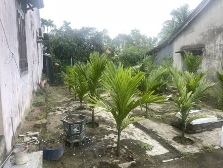  900 TRIỆU – 2 MẶT TIỀN – KHÔNG ĐI XEM LÀ TIẾC ĐẤT DUY VINH HỘI AN NGANG 6.5M, 152M2