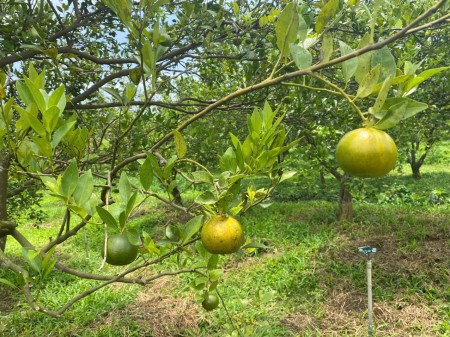 Ngộp sâu 1.2 mẫu Láng Dài- Đất Đỏ- BRVT