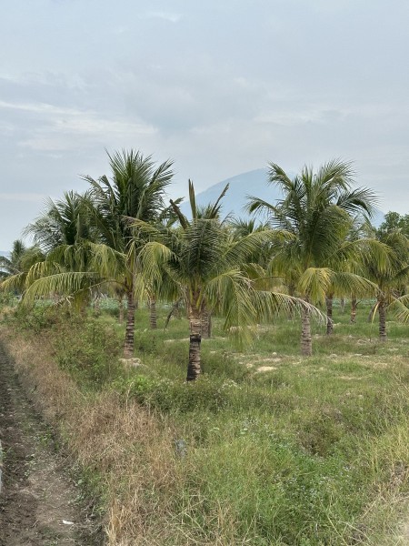 Vườn dừa Ninh Thạnh , Thành Phố Tây Ninh