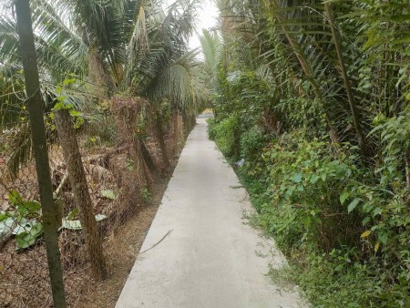 bán đất vườn giá 700 tại xã Giao Long, huyện Châu Thành, Bến Tre
