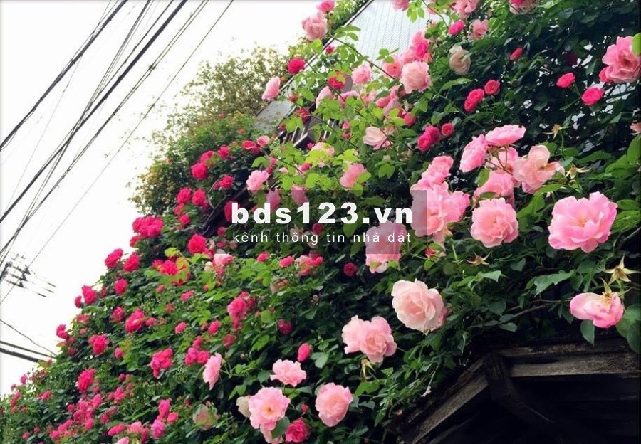 Cận tết giảm chào chỉ hơn 20 tỷ sở hữu ngay vị trí cực vip P.2 Tân Bình, HXH gần Lam Sơn - Yên Thế