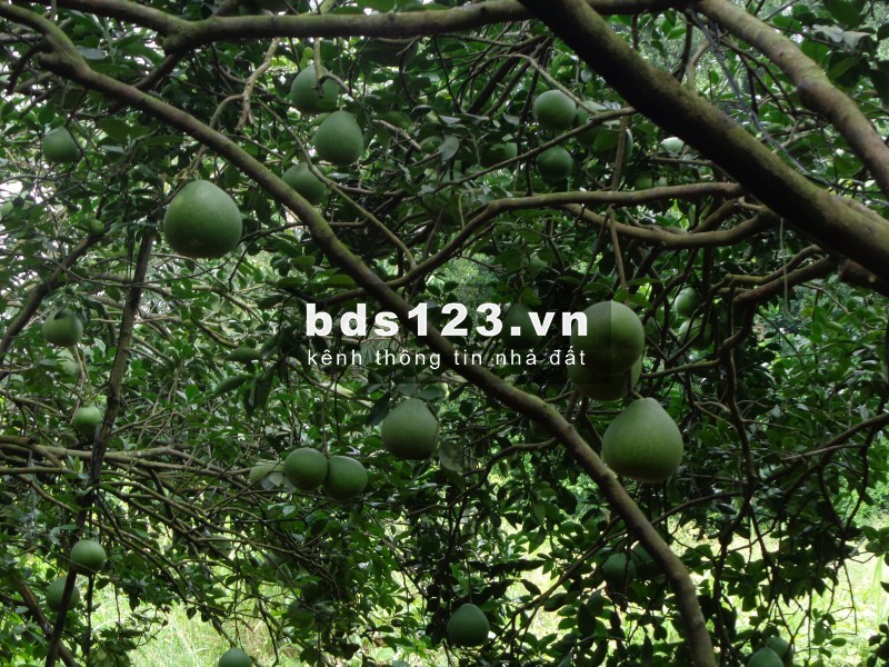 Bán đất cù lao Bạch Đằng - Tân Uyên - Bình Dương