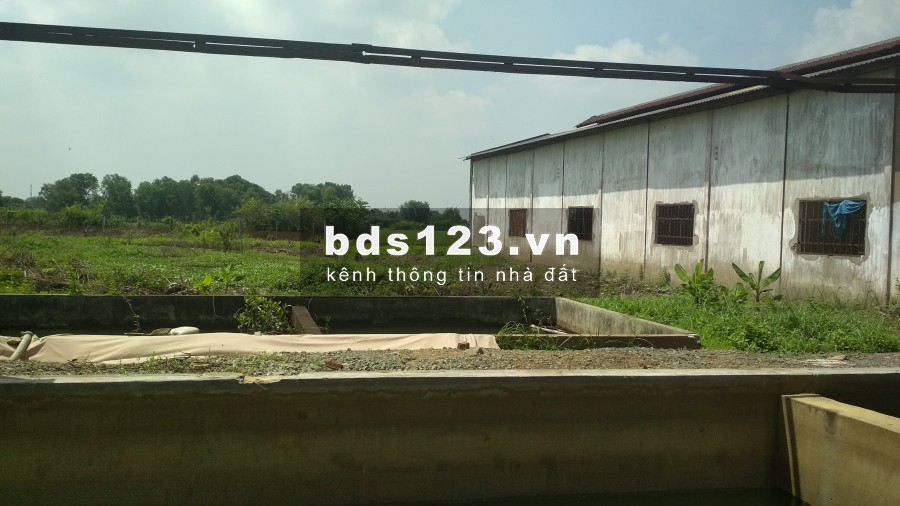 Cho thuê nhà xưởng đường Thanh Niên, Hóc Môn, diện tích hơn 11.000m2, giá tốt nhất Hóc Môn