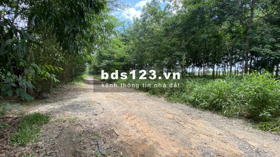 Bán đất sào mặt đường Phước Bình, ấp 1, gần sân bay Long Thành. 1tr/1m2