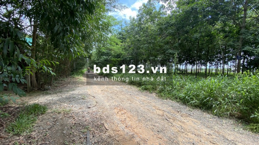 chính chủ bán đất long thành 1000m2 chỉ có 1tỷ sổ đẹp đường nhựa 7m