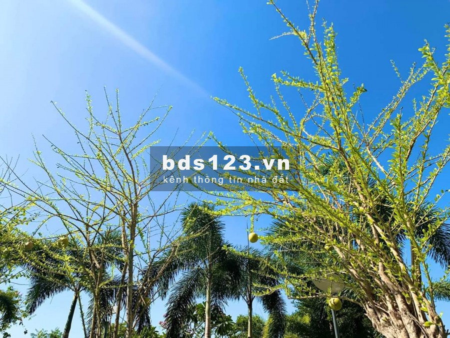 PALM HEIGHTS – TỔNG HỢP GIỎ HÀNG HIỆN TẠI CÁC CĂN ĐANG HOT NHẤT TRÊN THỊ TRƯỜNG VỚI GIÁ CỰC TỐT