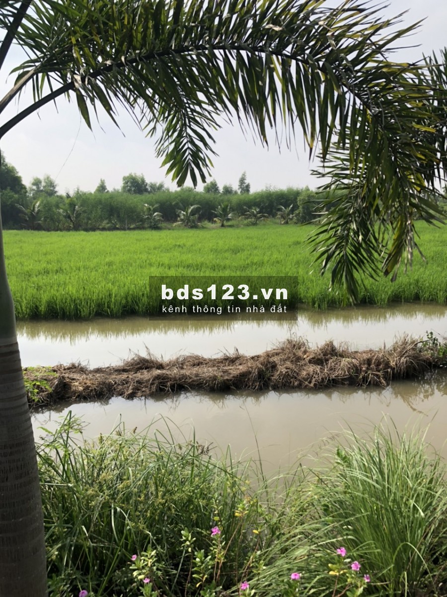 Bán gấp đất 2MT đường Võ Văn Thu, xã Hưng Long, BC, lô đất vuông vắn rất đẹp, DT 3080m2 3,2tr/m2