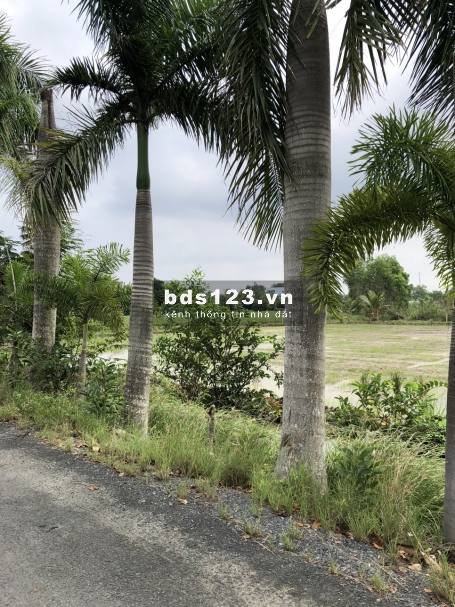 Bán gấp đất 2MT đường Võ Văn Thu, xã Hưng Long, BC, lô đất vuông vắn rất đẹp, DT 3080m2 3,2tr/m2