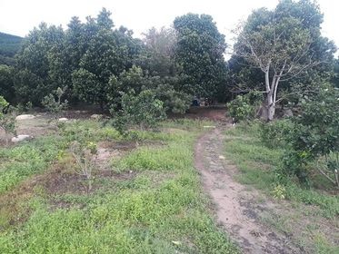 sang nhượng lại lô đất trại ninh hưng tx ninh hòa