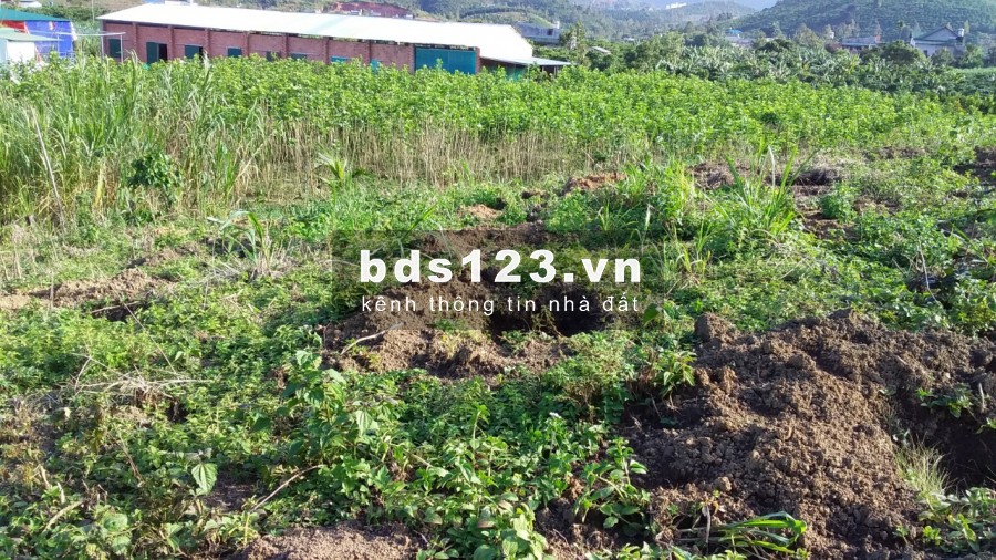 Bán đất Đại Lào Bảo Lộc 2030m2 thổ Cư cách QL 20 chỉ 800m.