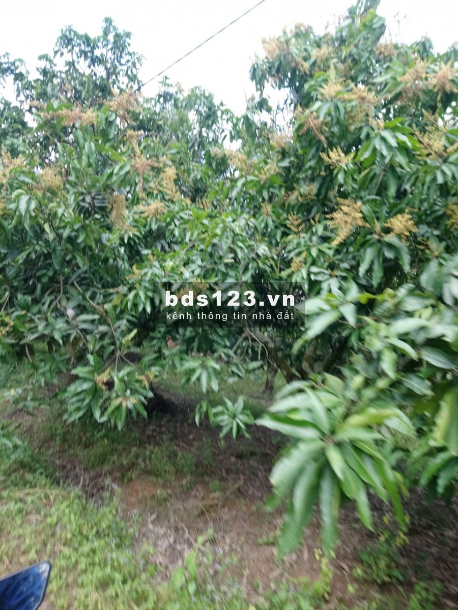 Chủ nhà kẹt tiền nên cần bán nhanh lô đất 1200m2 giá 495tr/sao SHR ở Định Quán, đồng nai.